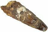 Fossil Spinosaurus Tooth - Real Dinosaur Tooth #311760-1